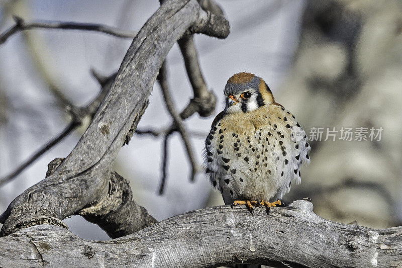 美洲红隼(Falco sparverius)是北美体型最小、最常见的隼。黄石国家公园，怀俄明州。